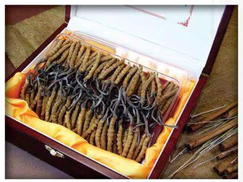 昂仁冬虫夏草回收